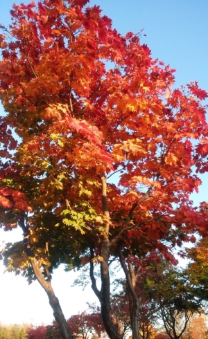 紅葉山公園の赤く紅葉した木