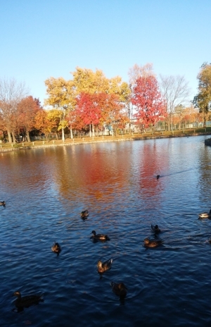 紅葉山公園の池にカモが泳いでいる