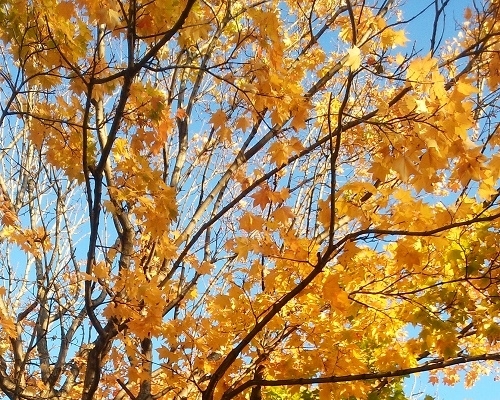紅葉山公園の黄色く紅葉した木