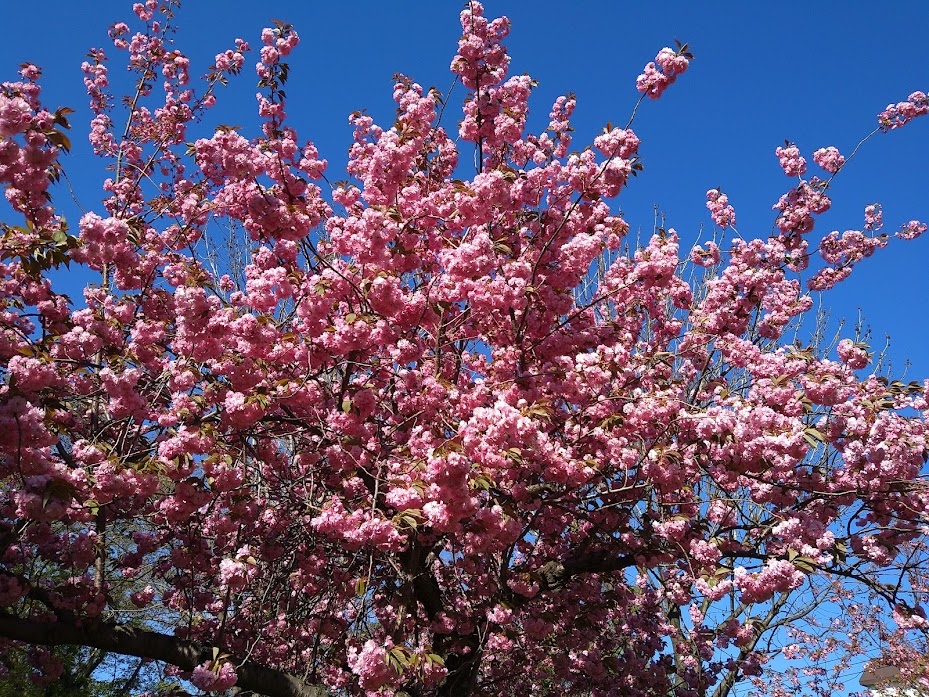 桜の木